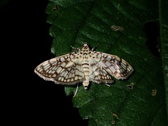 Haritalodes derogata
