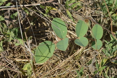 Tephrosia potosina