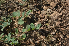 Tephrosia potosina