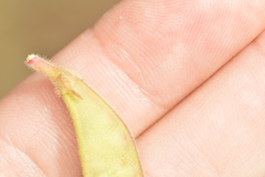 Tephrosia potosina
