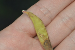 Tephrosia potosina