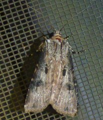 Agrotis malefida