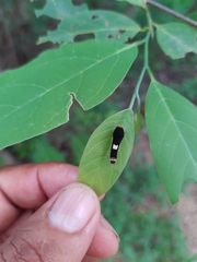 Protographium epidaus fenochionis