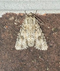 Acronicta rubricoma