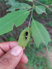 Protographium epidaus fenochionis