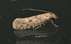 Cephitinea obscurostrigella