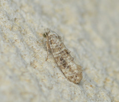 Xylesthia albicans