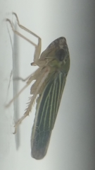 Xyphon reticulatum