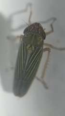 Xyphon reticulatum