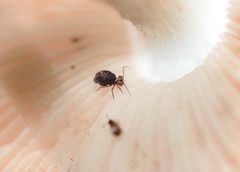 Ptenothrix palmata
