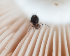 Ptenothrix palmata