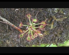 Drosera madagascariensis