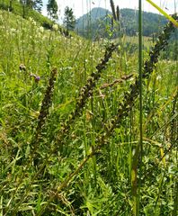 Pedicularis incarnata