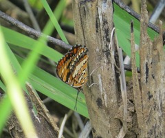 Byblia anvatara