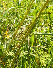 Pedicularis incarnata