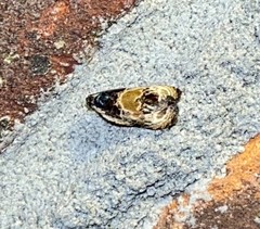 Olethreutes griseoalbana