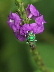 Euglossa