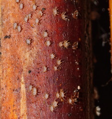 Hispidula dicksoniae