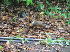 Pterorhinus albogularis