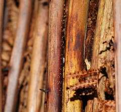 Hispidula dicksoniae