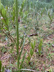 Dactylorhiza traunsteineri