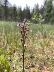 Dactylorhiza traunsteineri