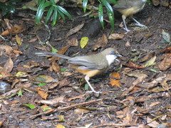 Pterorhinus albogularis