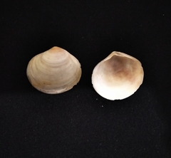 Dosinia dunkeri