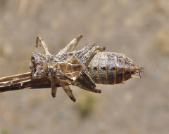 Libellula luctuosa