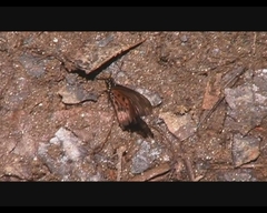 Acraea strattipocles