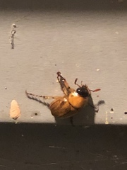 Cyclocephala borealis