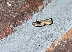 Olethreutes griseoalbana