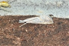 Haimbachia squamulellus