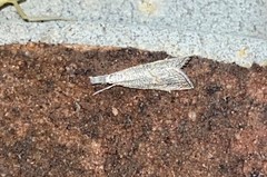 Haimbachia squamulellus