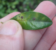 Chrysomphalus pinnulifer