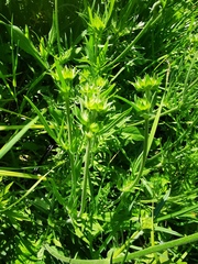 Knautia arvensis