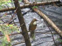 Pterorhinus albogularis
