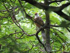 Pterorhinus albogularis