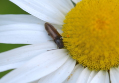 Hemicrepidius pallidipennis