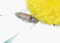 Hemicrepidius pallidipennis