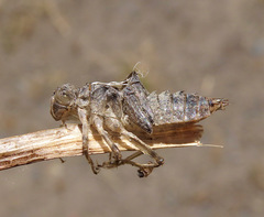 Libellula luctuosa