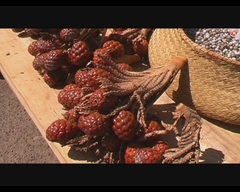 Raphia farinifera