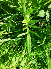 Knautia arvensis