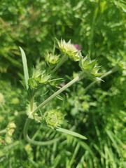 Knautia arvensis