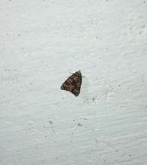 Chlumetia