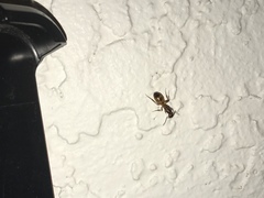 Camponotus festinatus