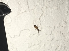 Camponotus festinatus