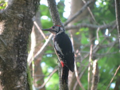 Dendrocopos himalayensis