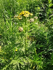 Tanacetum vulgare boreale