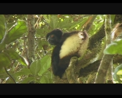 Propithecus edwardsi